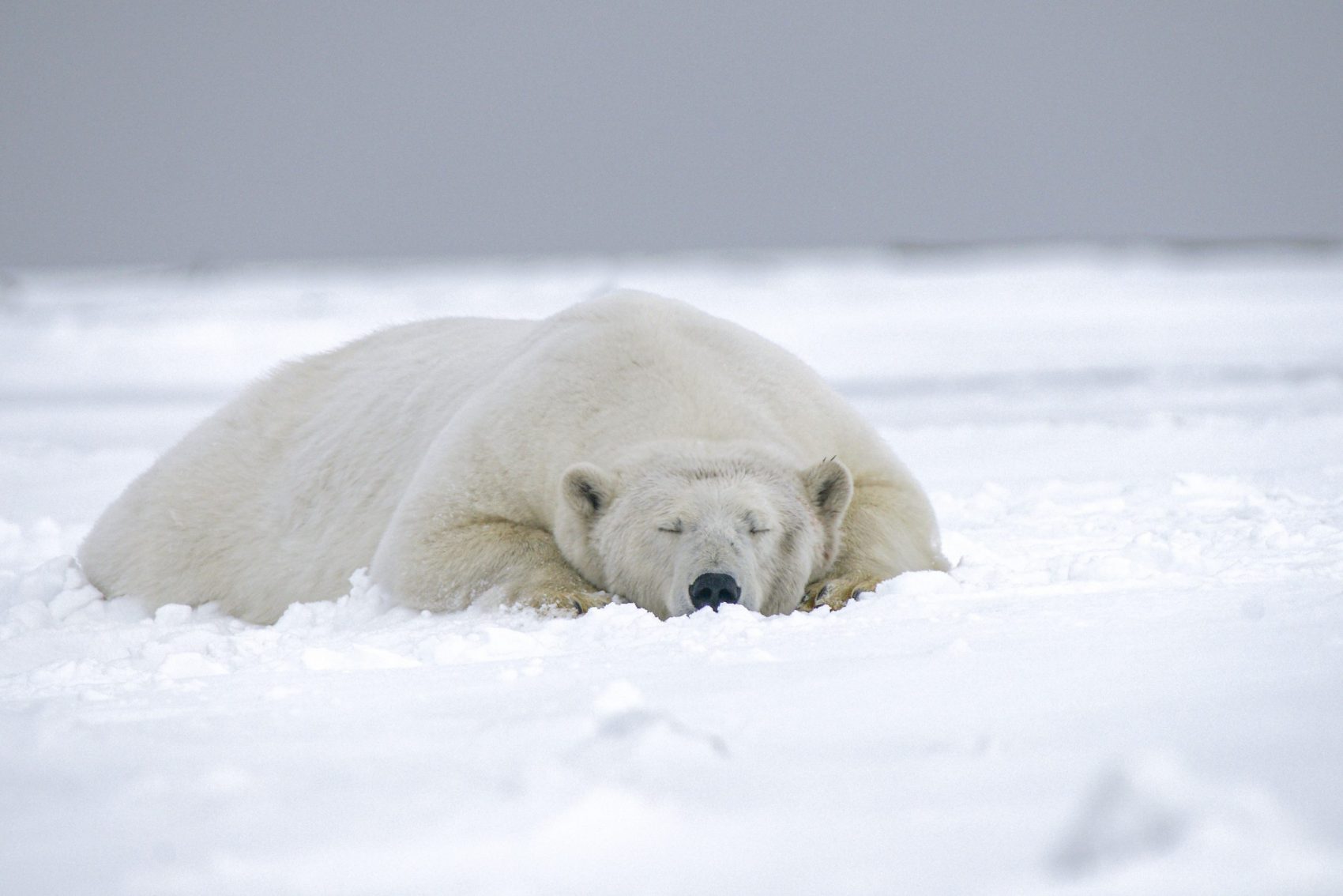 Polar bears could be extinct by 2100, says heartbreaking new study - Big  Think