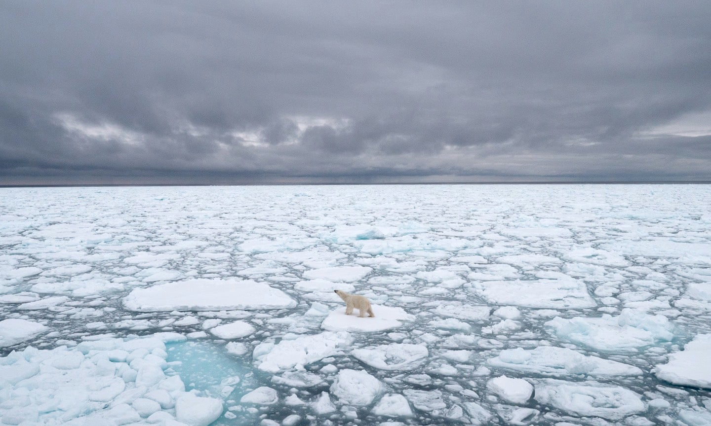 Polar Bear, Climate Change, Study, 2100