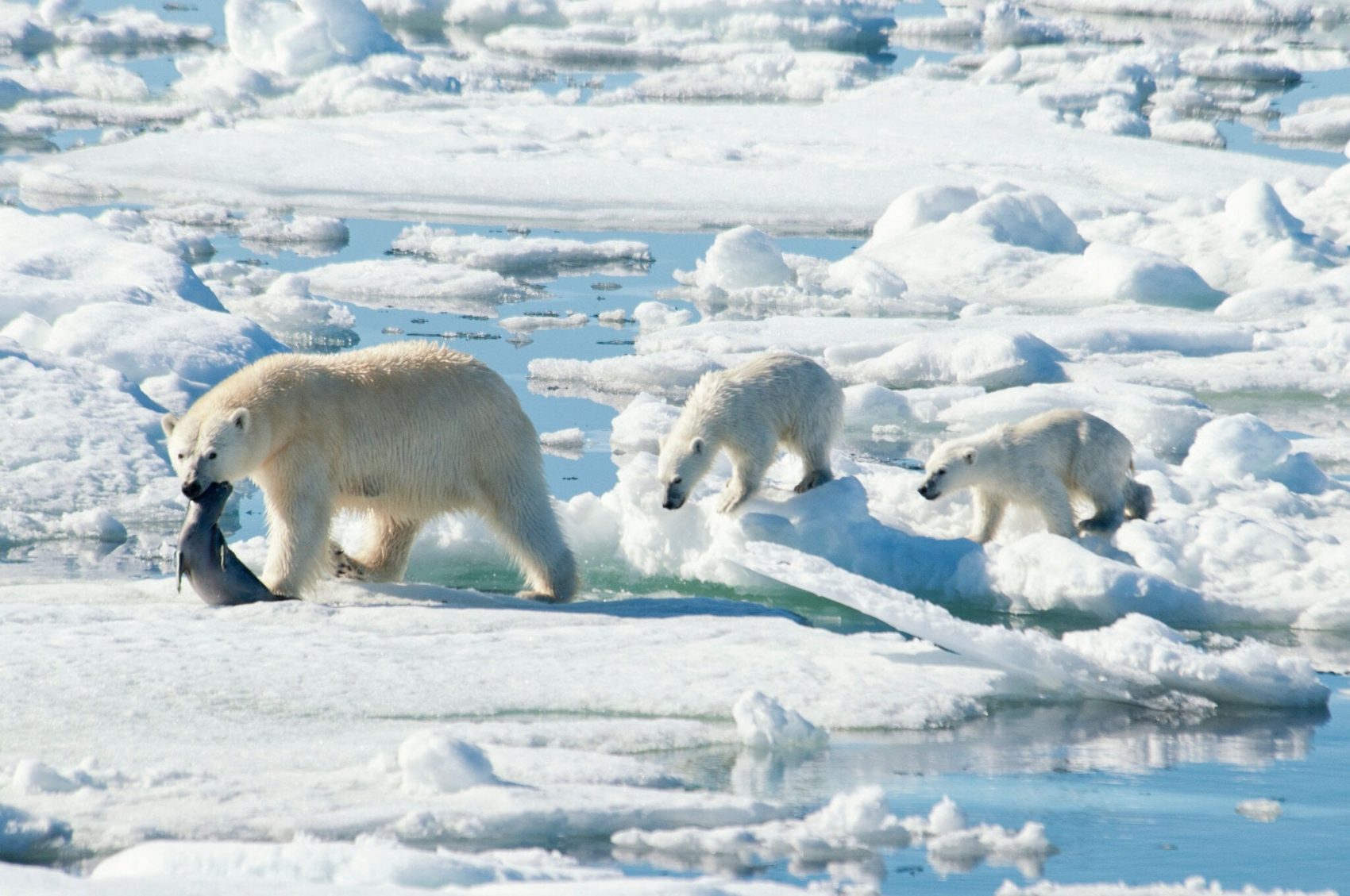 Polar Bear, Cub, Seals, Starving, Lack of Ice