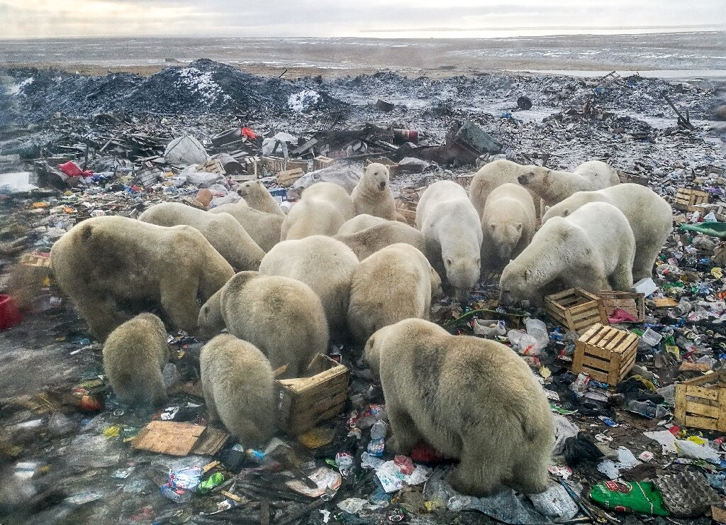 Far Territory, Polar Bear, Climate Change