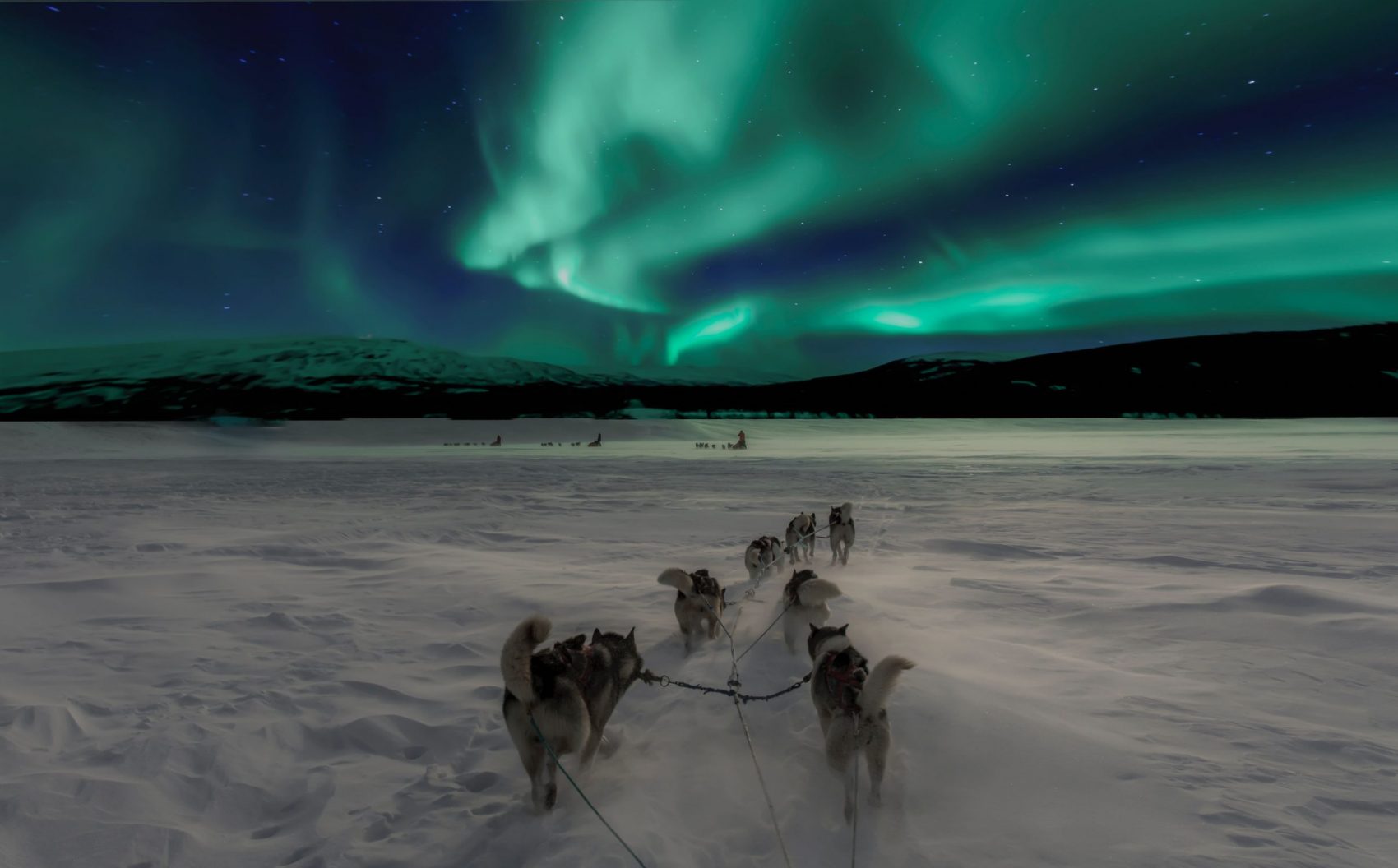 Sled Dog, Aurora Borealis, Wolf, Europe