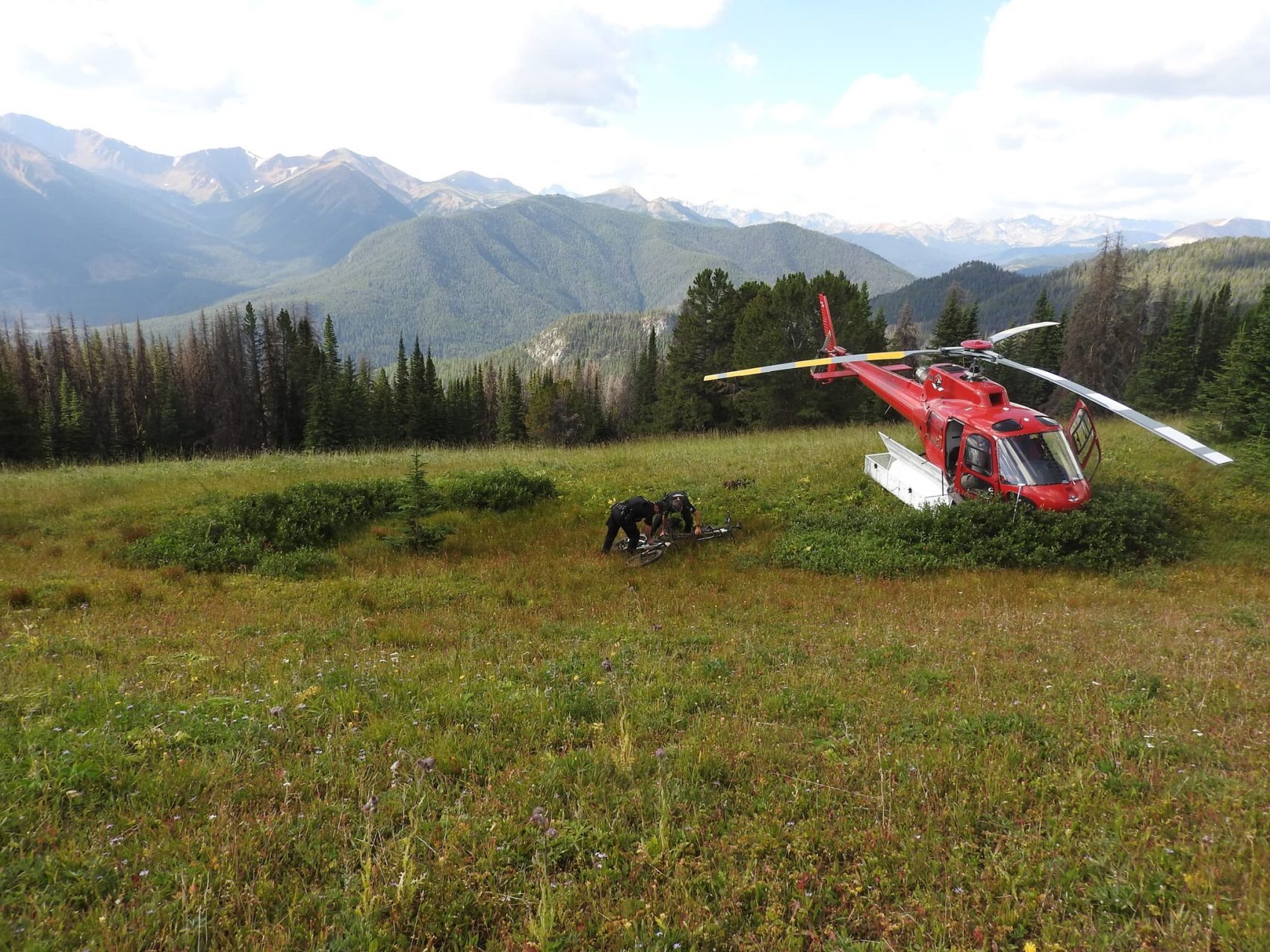 bear, grizzly bear, canada, attack