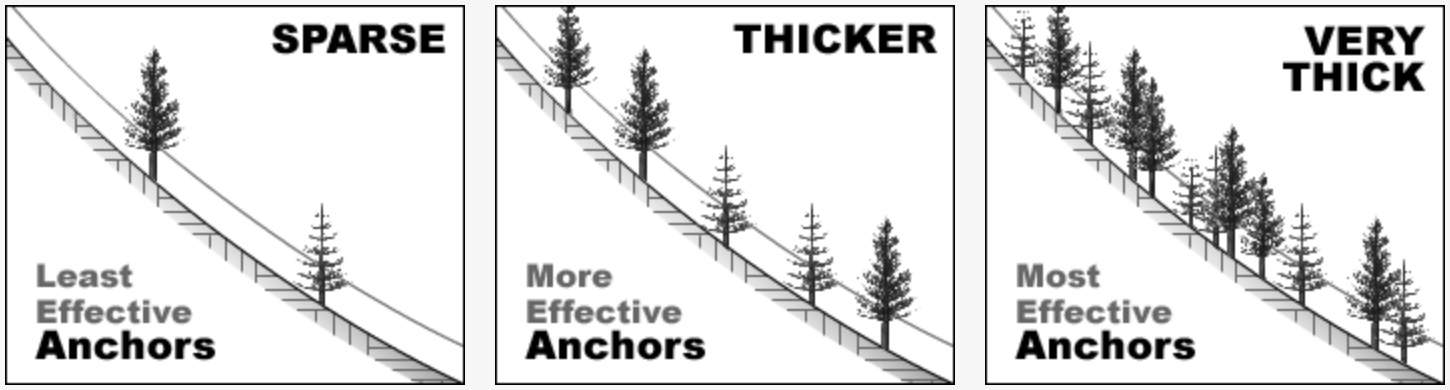 trees, Using Reforestation for Avalanche Mitigation: Does it Work? - SnowBrains