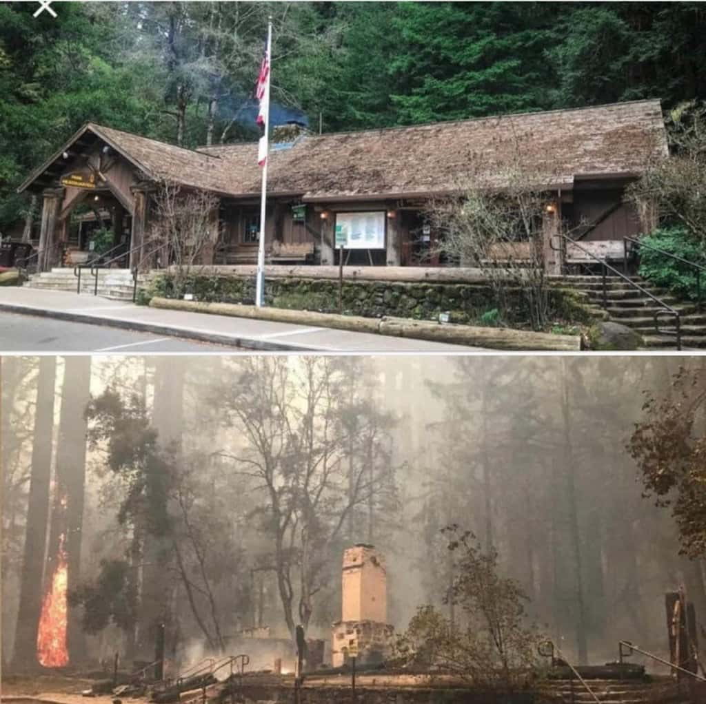 big basin redwoods,