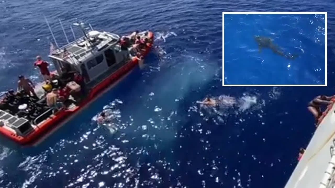 shark, us coast guard shoots