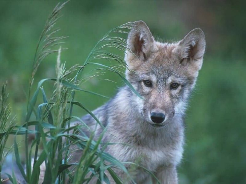 grey wolf pups