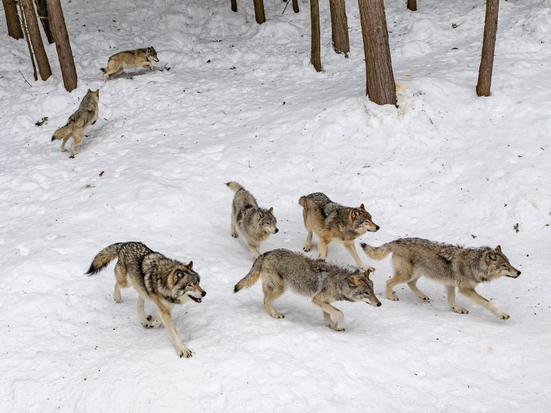 grey wolf pack with pups