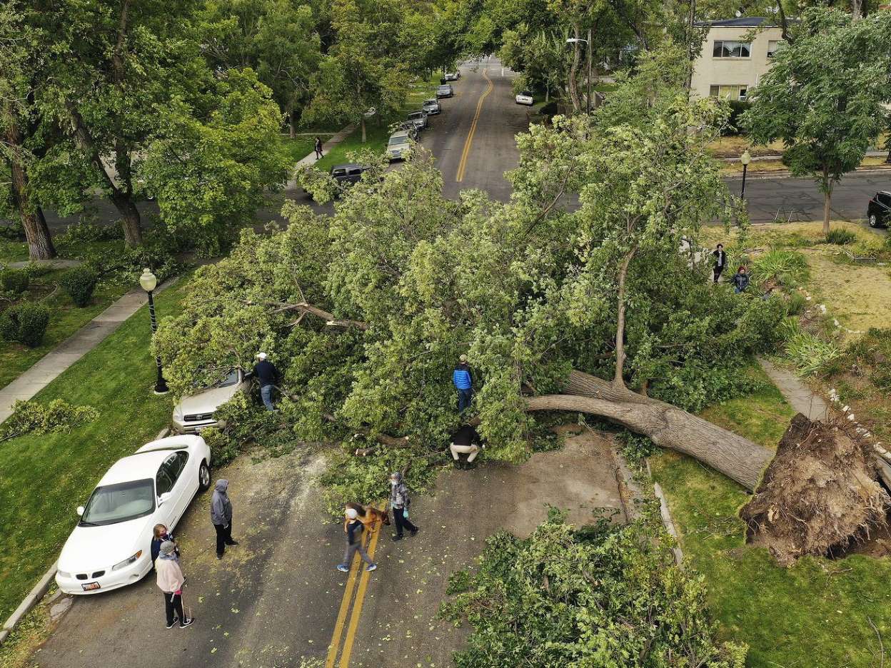 Toppled Trees