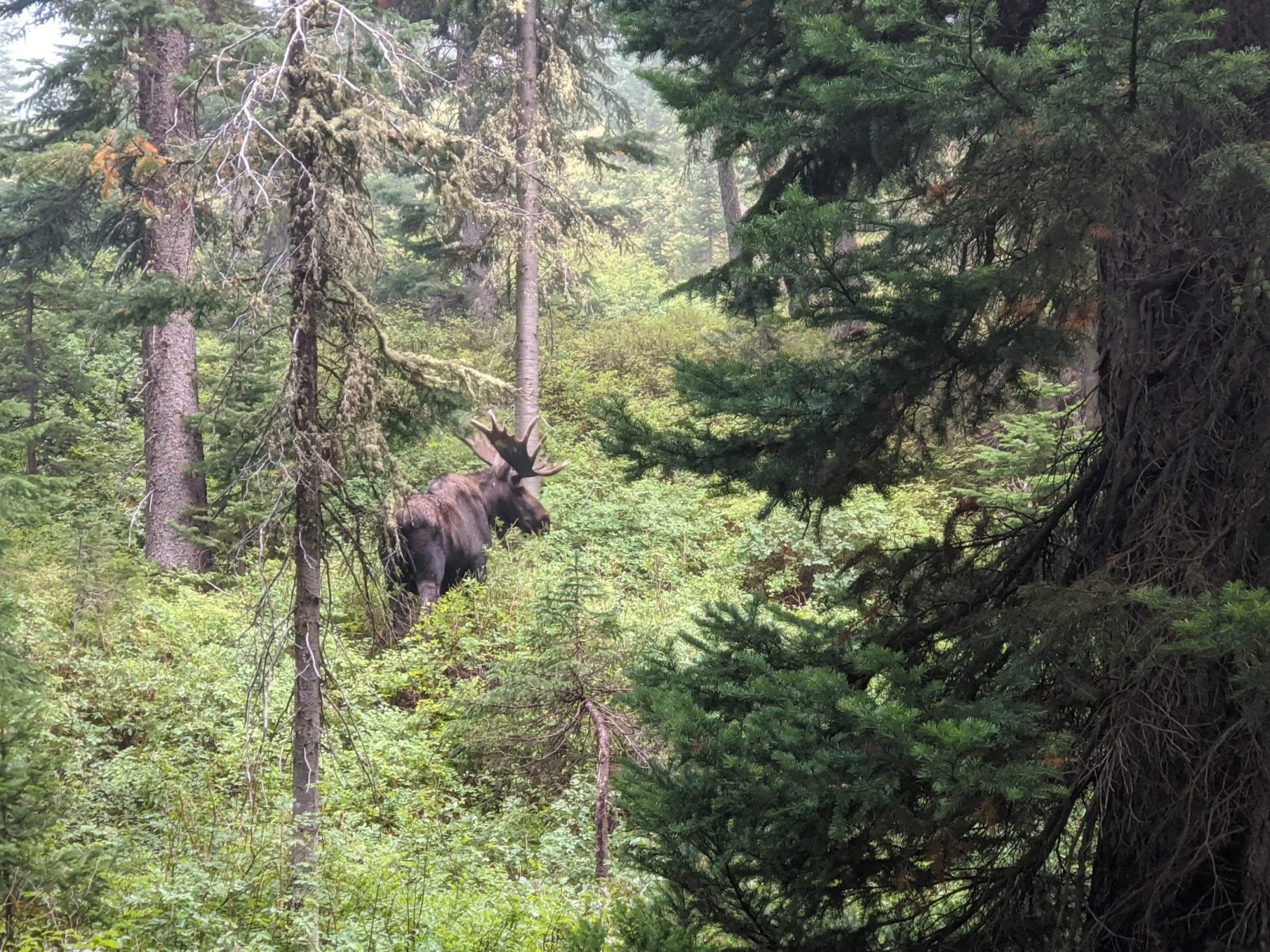 Bull Moose