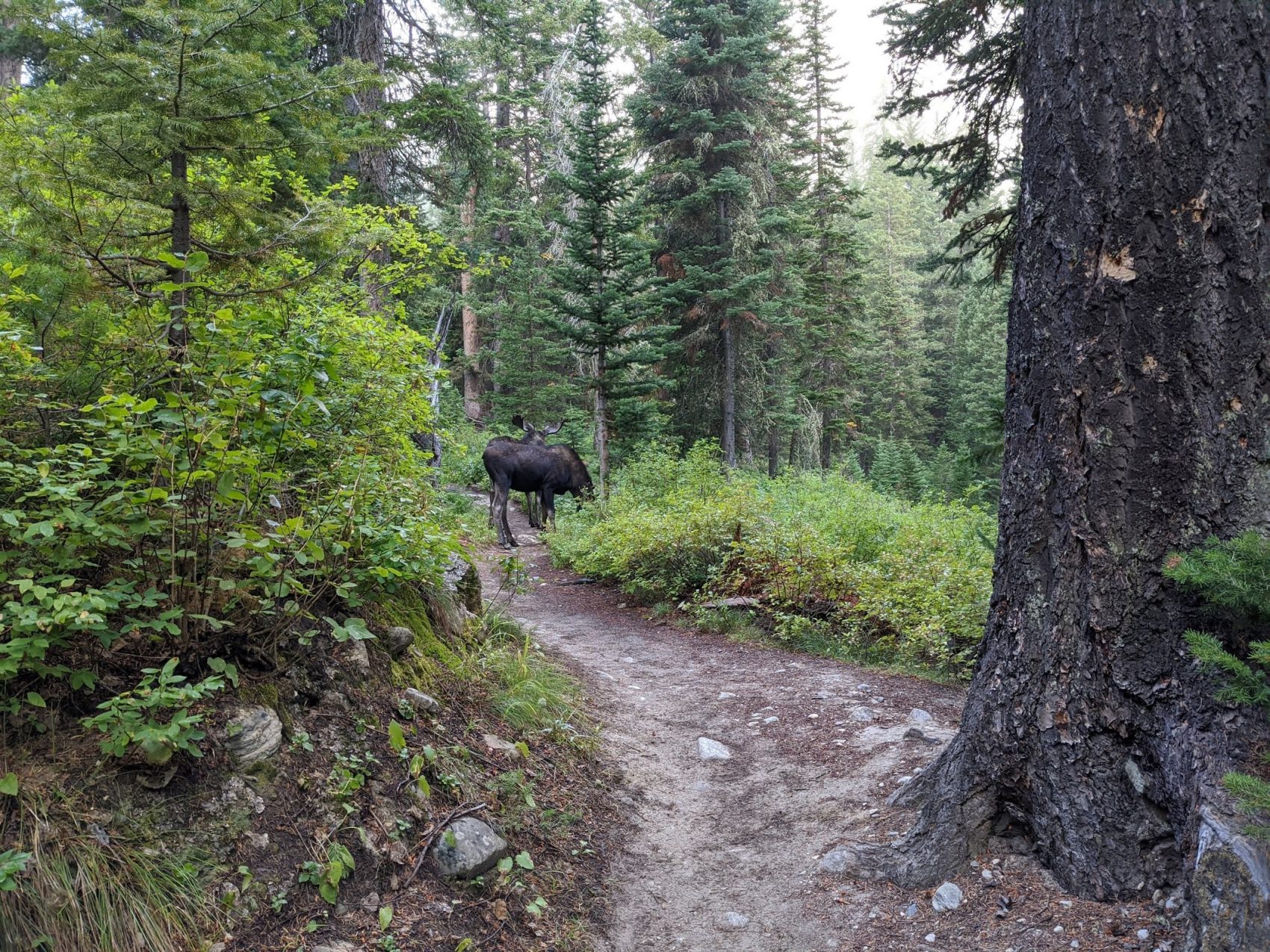 Two bull moose