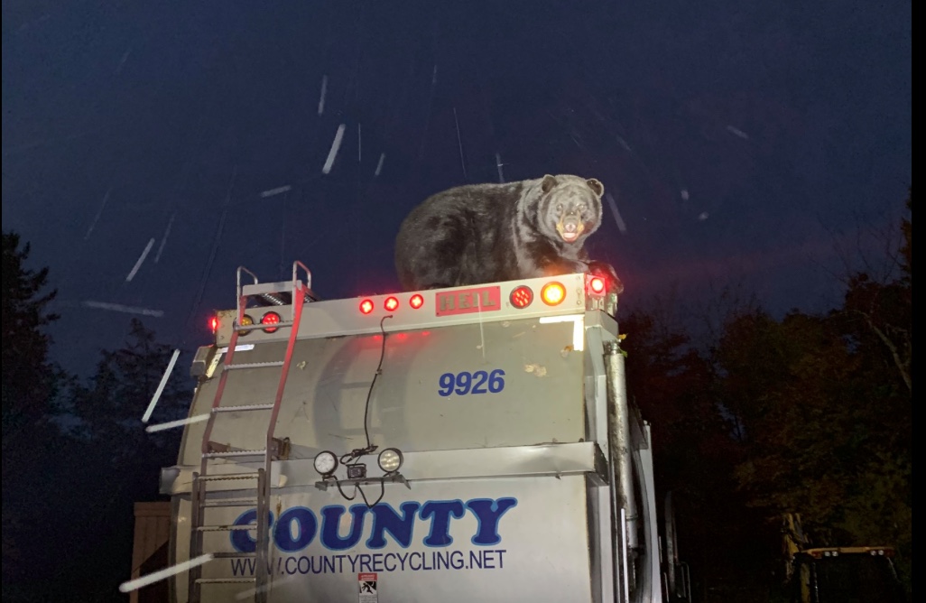 Bear riding truck