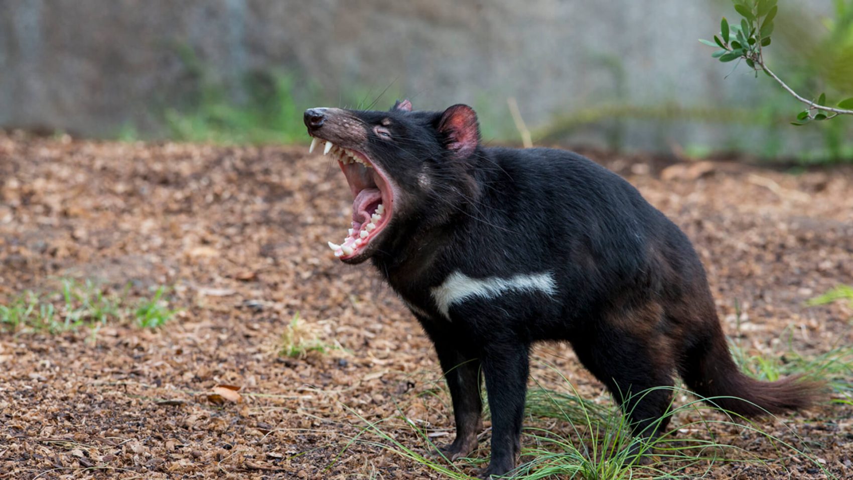 australian tasmanian devil