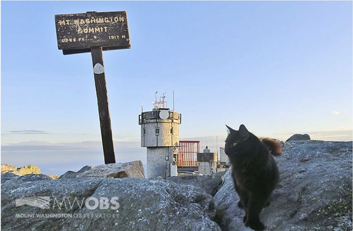 cat, died, Mount Washington observatory, 