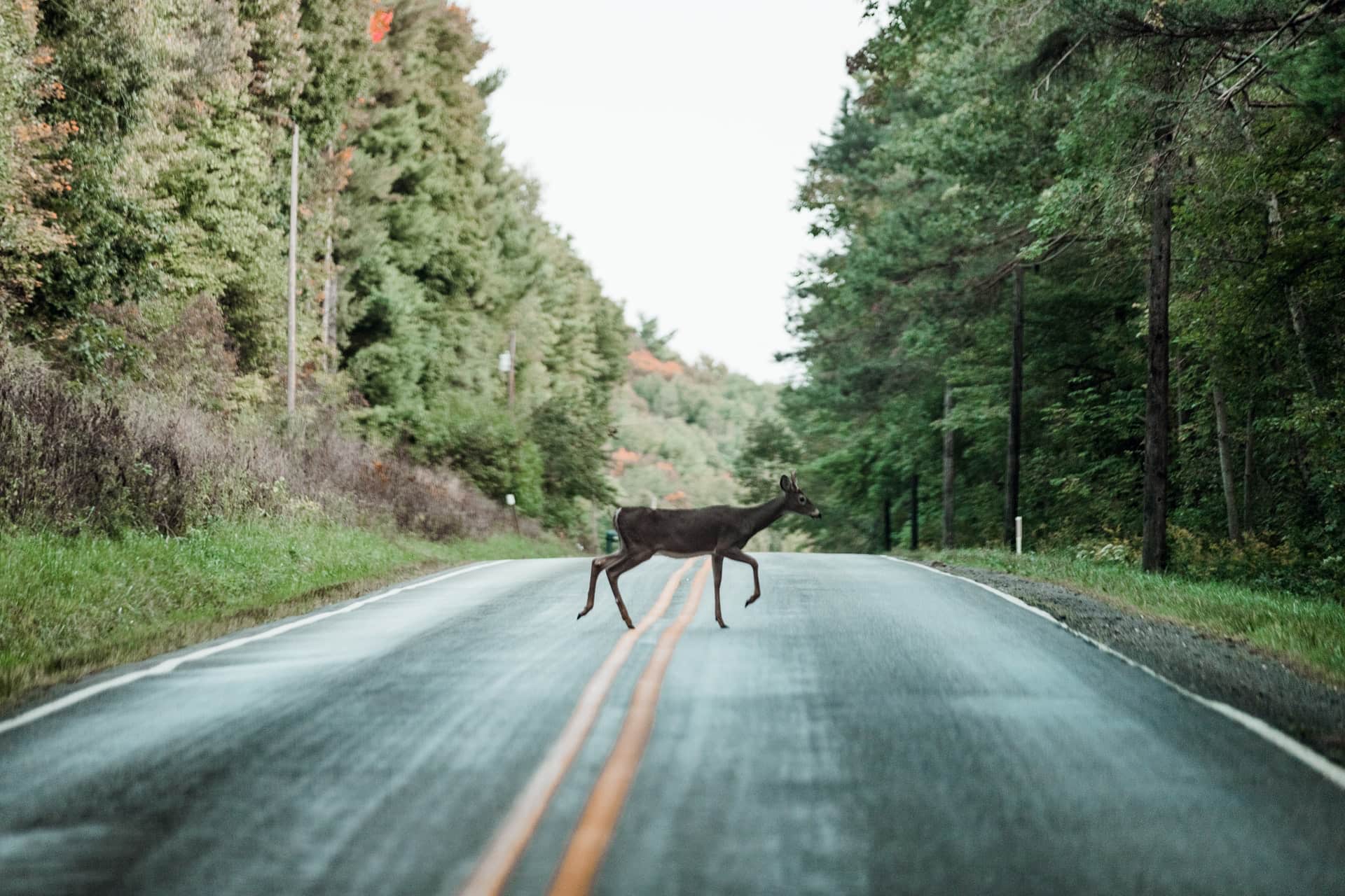 deer, road, collisions, 