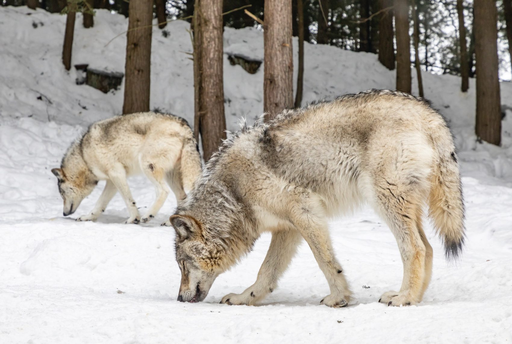 Colorado Passes Proposition To Reintroduce Grey Wolves - SnowBrains