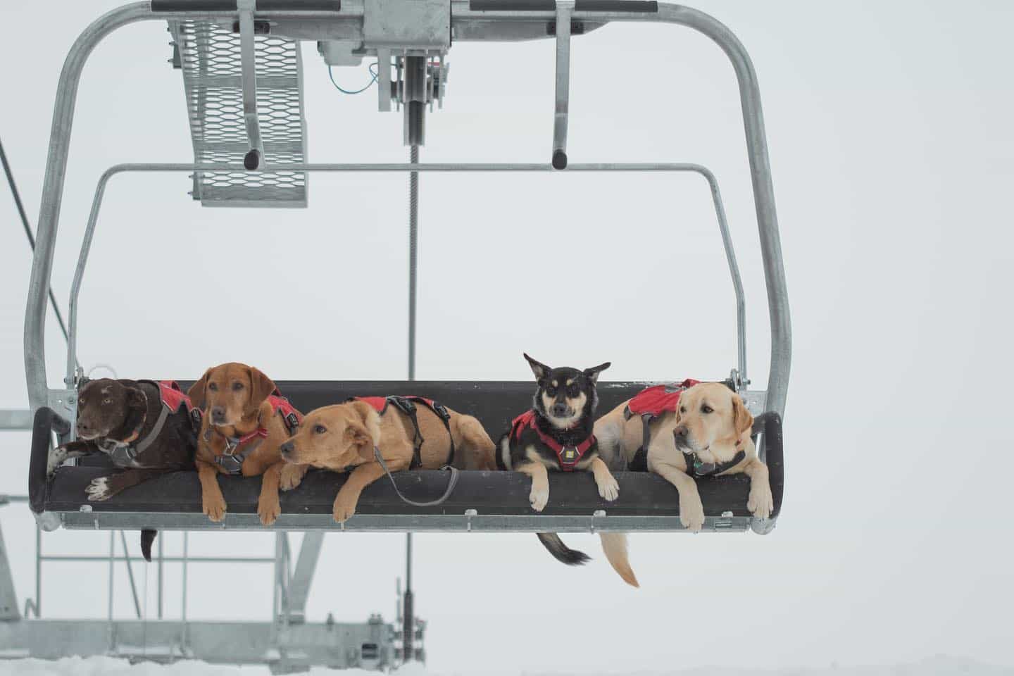 Avalanche dogs: complex training for rescue at high altitude