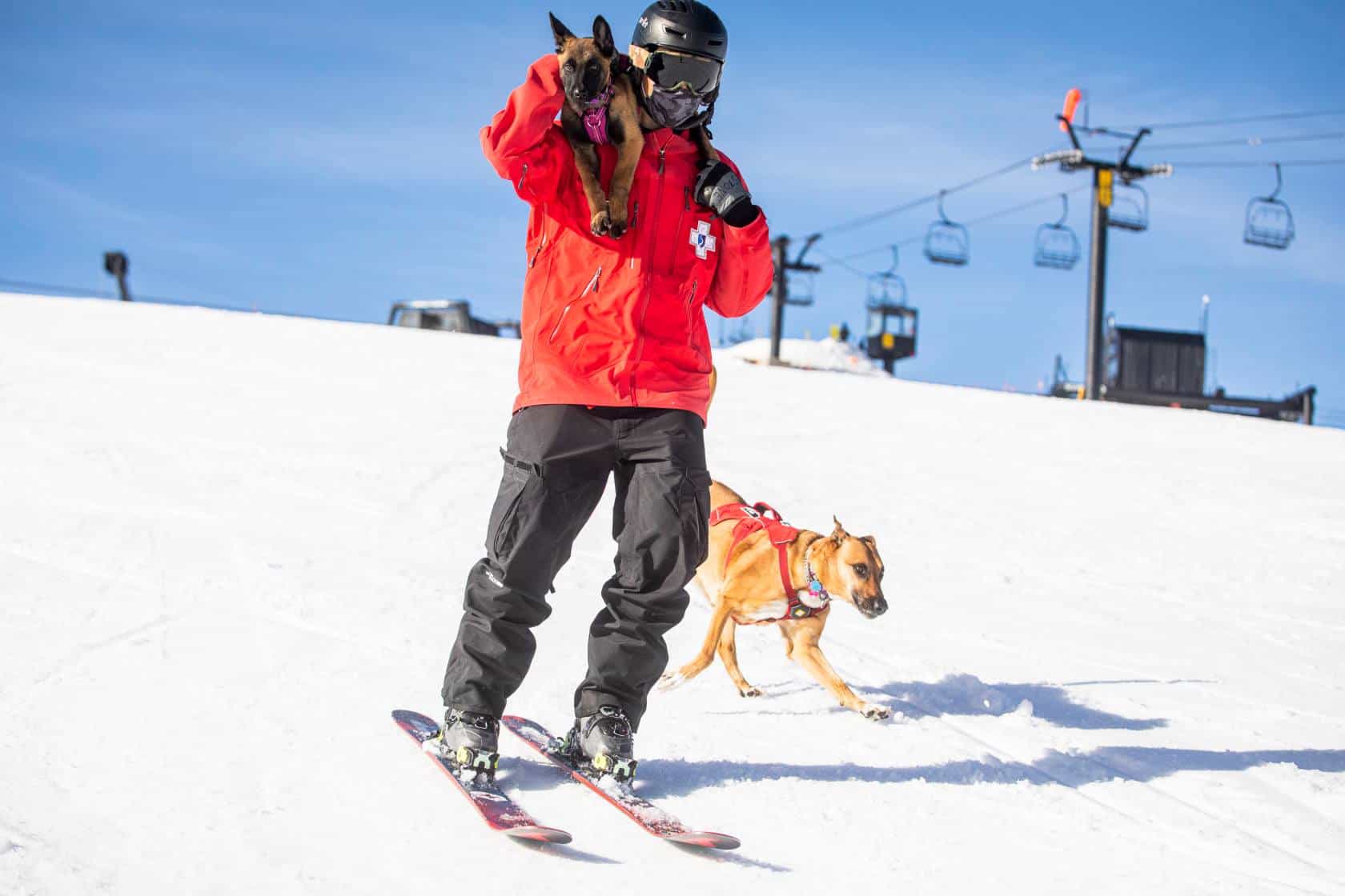 Everything You Ever Wanted To Know About Ski Patrol Avalanche Dogs