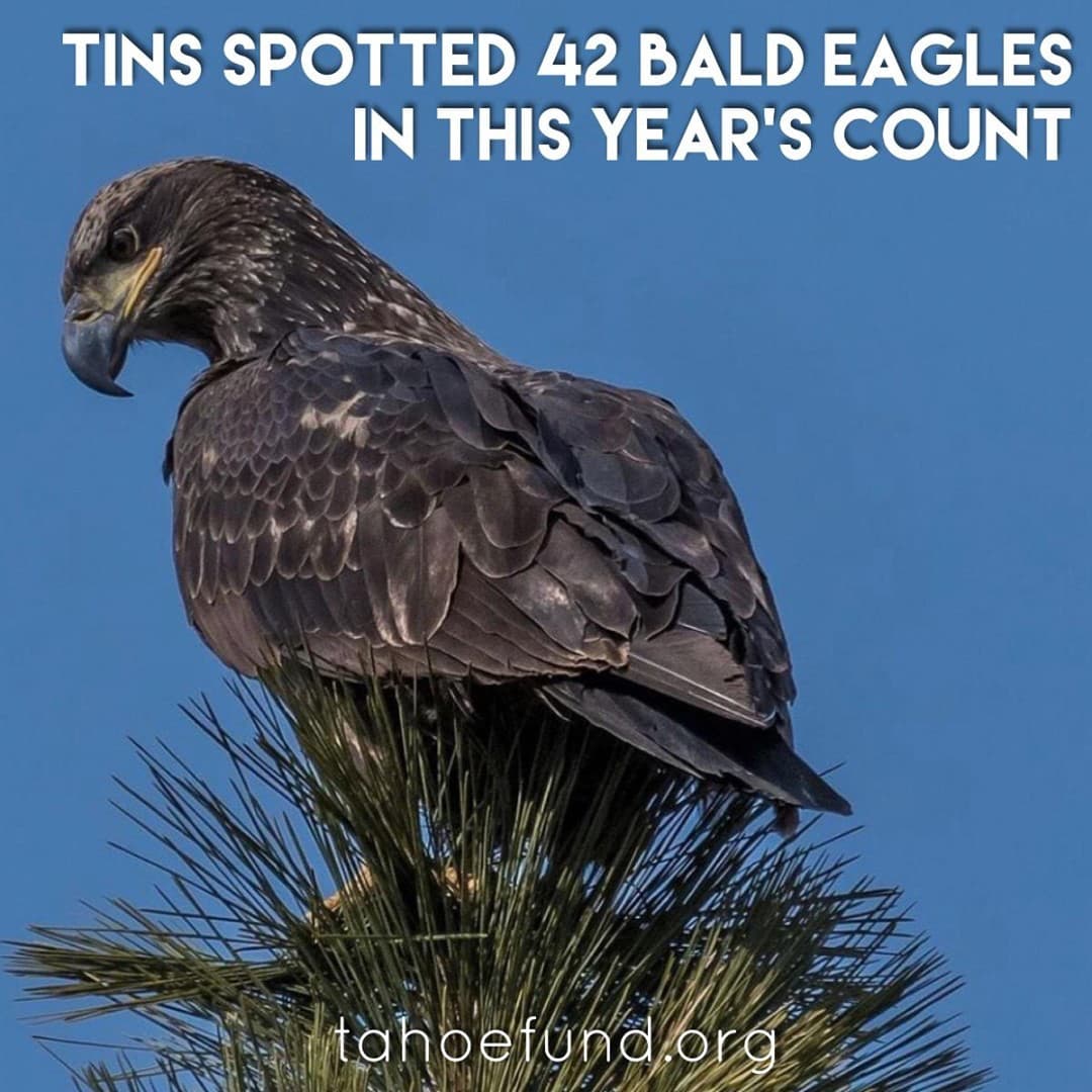 bald eagles, tahoe fund