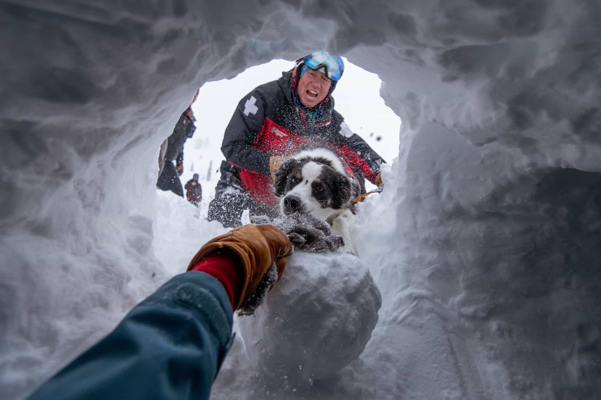 avalanche dogs,