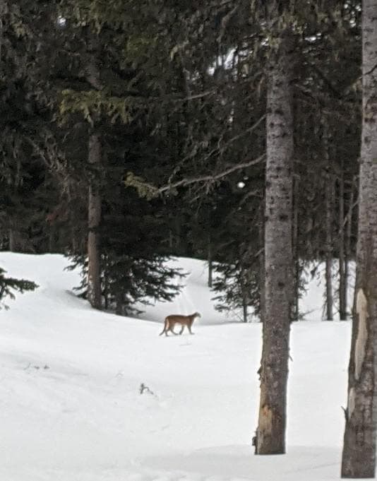 mountain lion, big sky, Montana