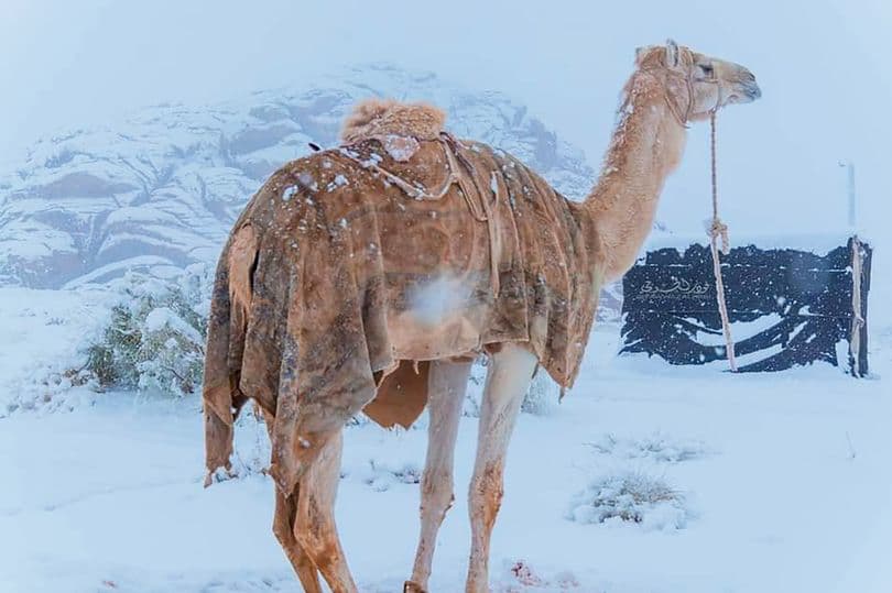 sahara, snow, Africa, desert