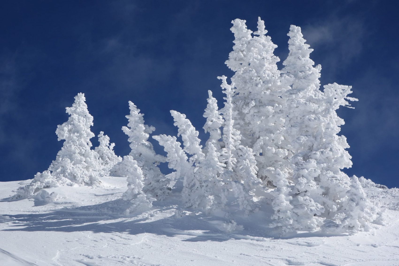 snowbird, utah