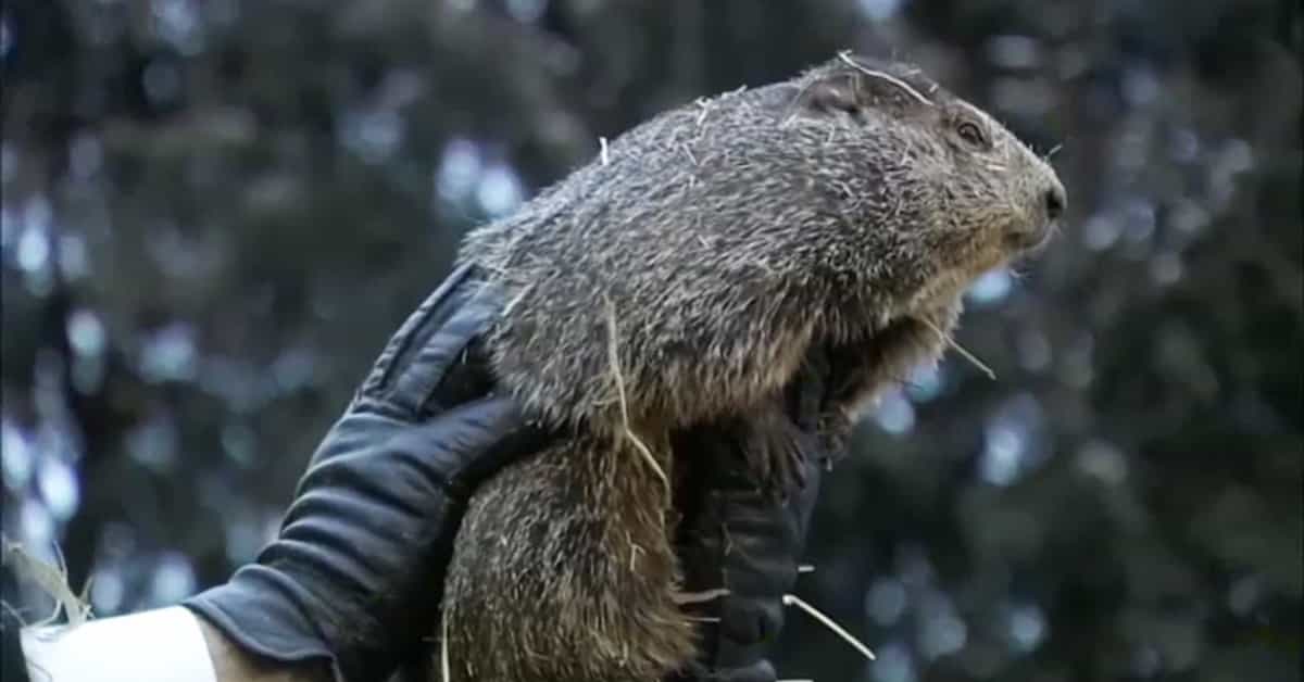 Groundhog Punxsutawney Phil Predicts 6 More Weeks of Winter - SnowBrains