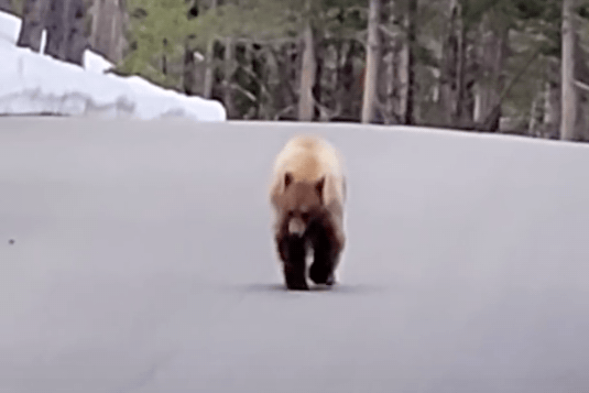 bear, grand Teton national park, Wyoming,