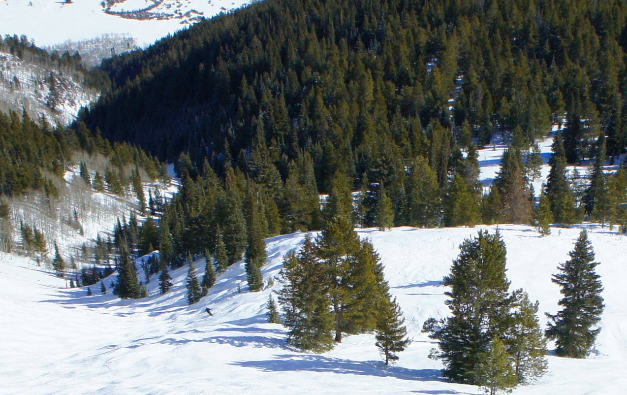 aspen mountain, Walsh's run, colorado