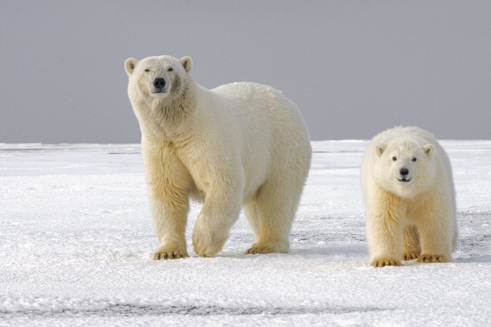 Climate change: Polar bears could be lost by 2100