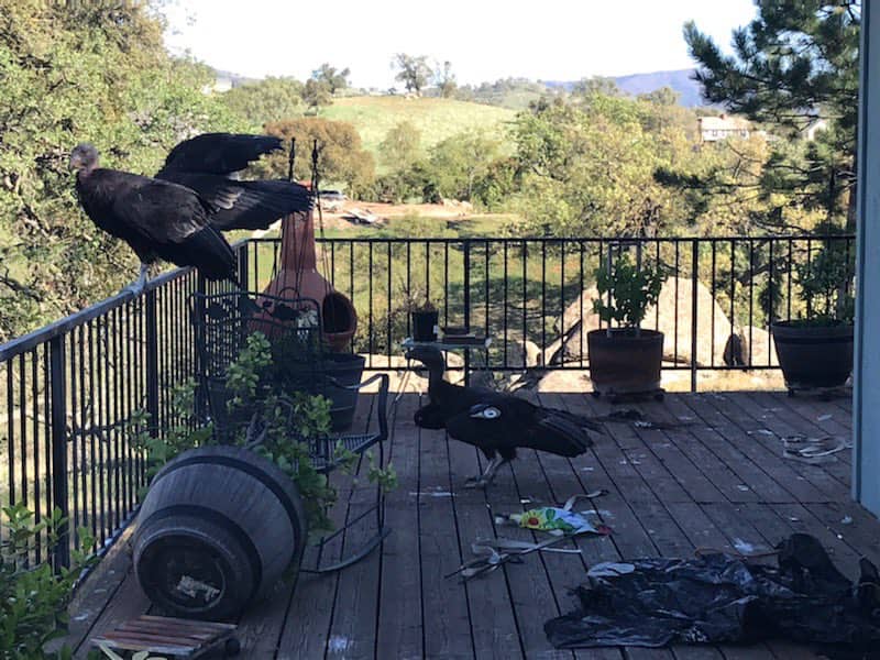 condors, California.