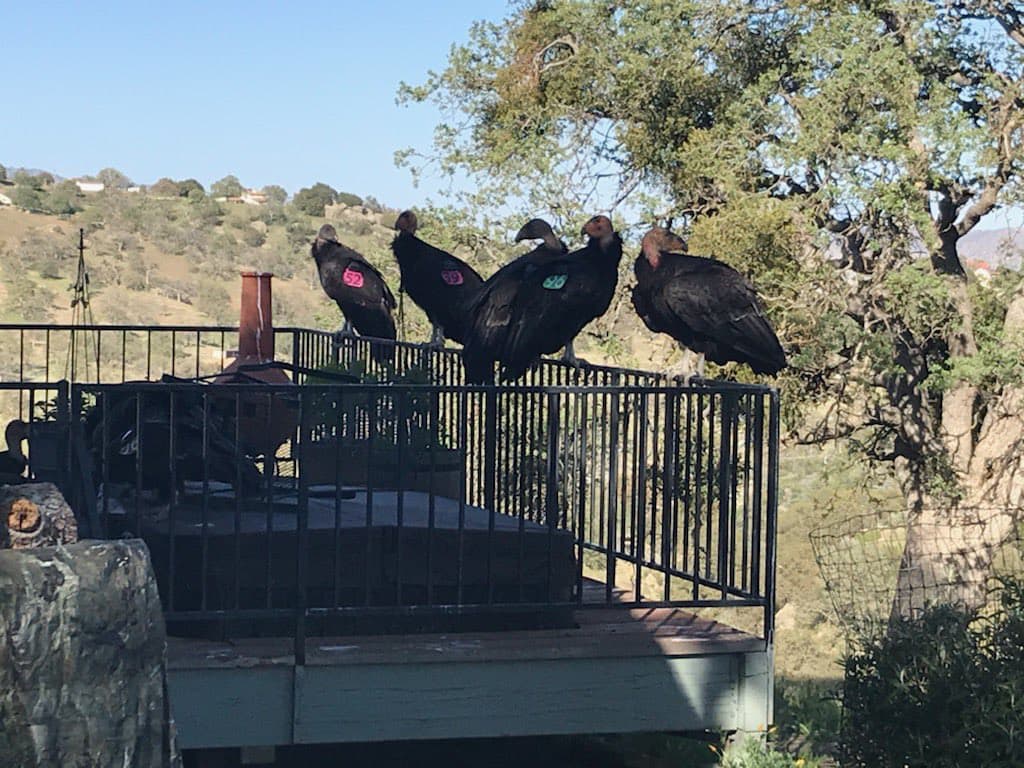 condors, California.