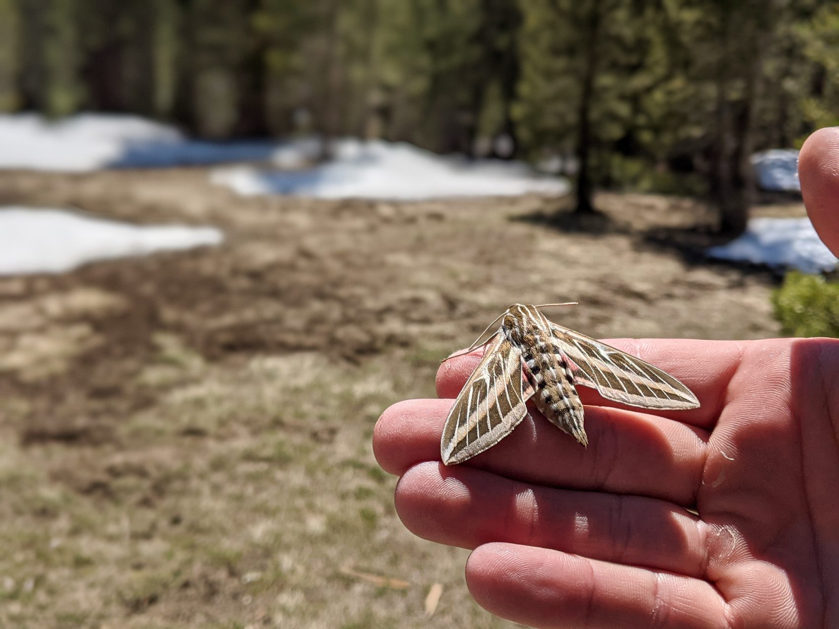 Eastern Sierra, CA Report: "Cornice Chute" off 12,000 ...