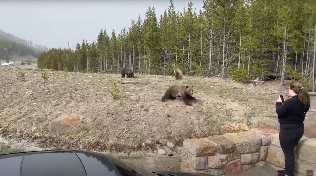 grizzly bear, Yellowstone national park, charges,