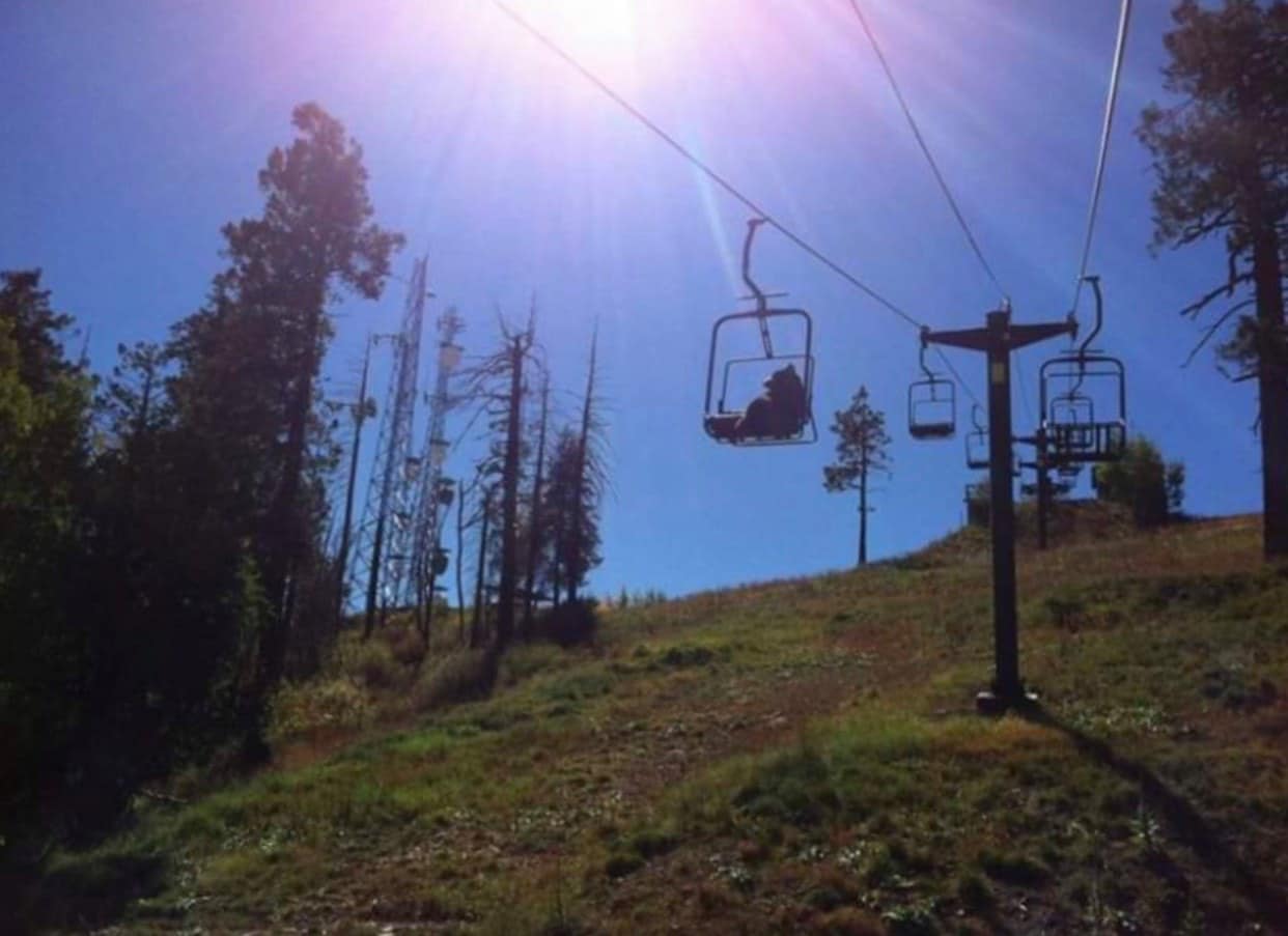 bear, chairlift, Colorado, 