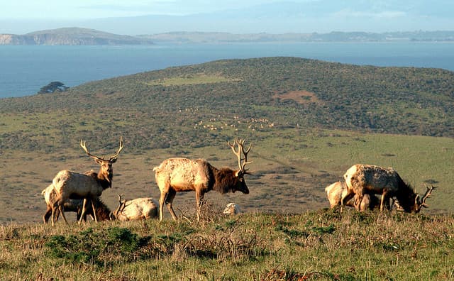 tule elk, point Reyes national seashore, 