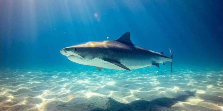 Shark off the coast of Japan