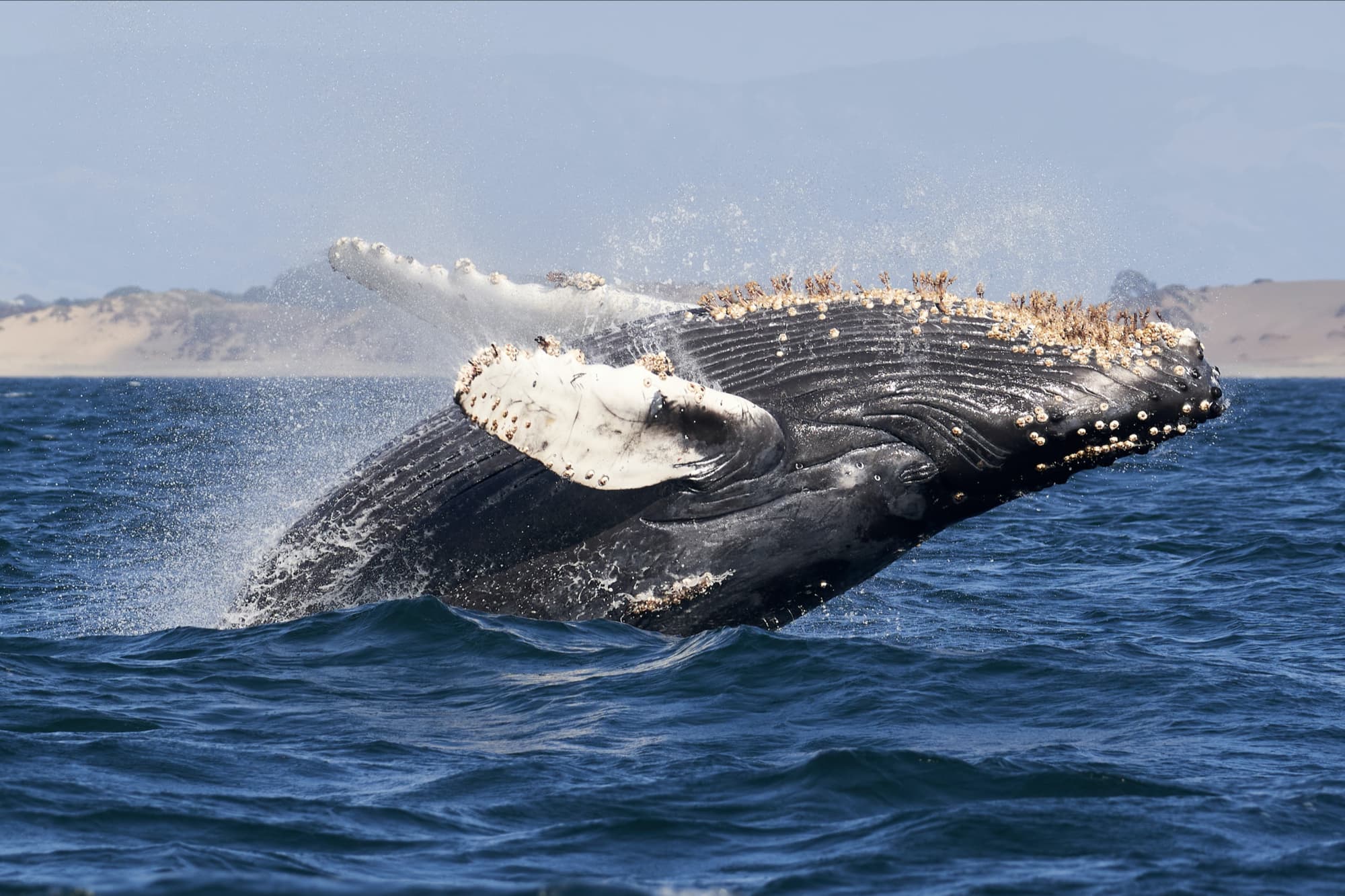 humpback, whale, 