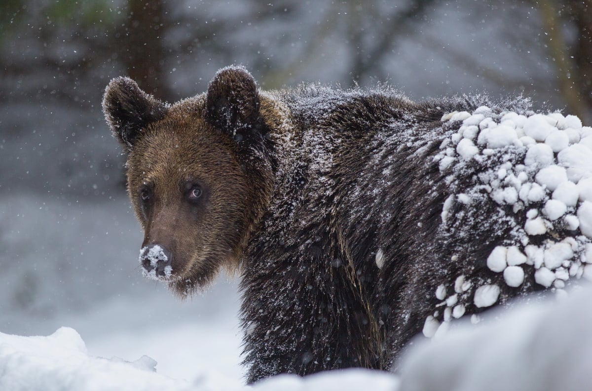 cocaine bear