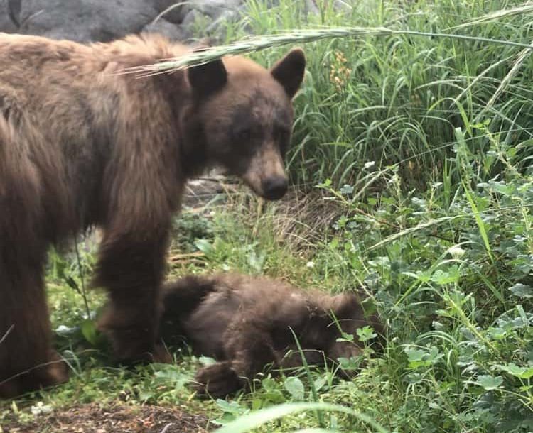bear cub killed by speeding motorist