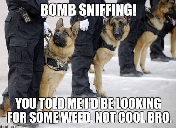 K9 Meme, marijuana