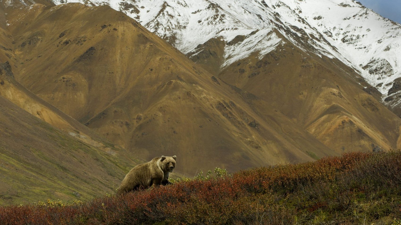 Grizzly Denali