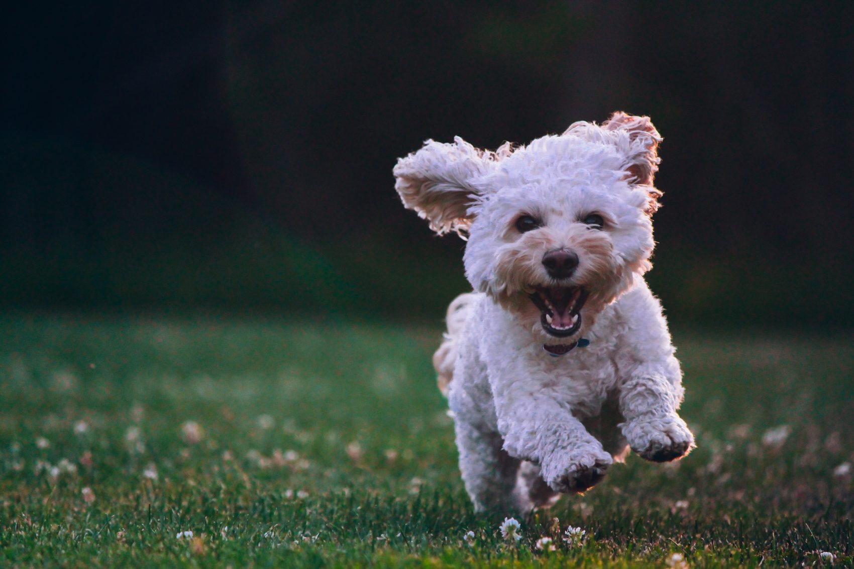 Cockapoo, dog