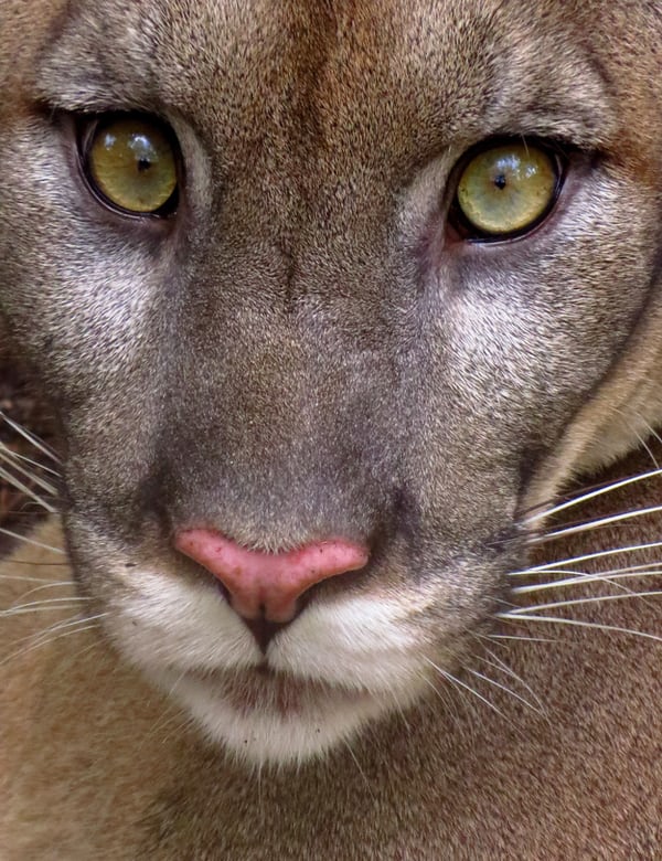 Mountain Lion