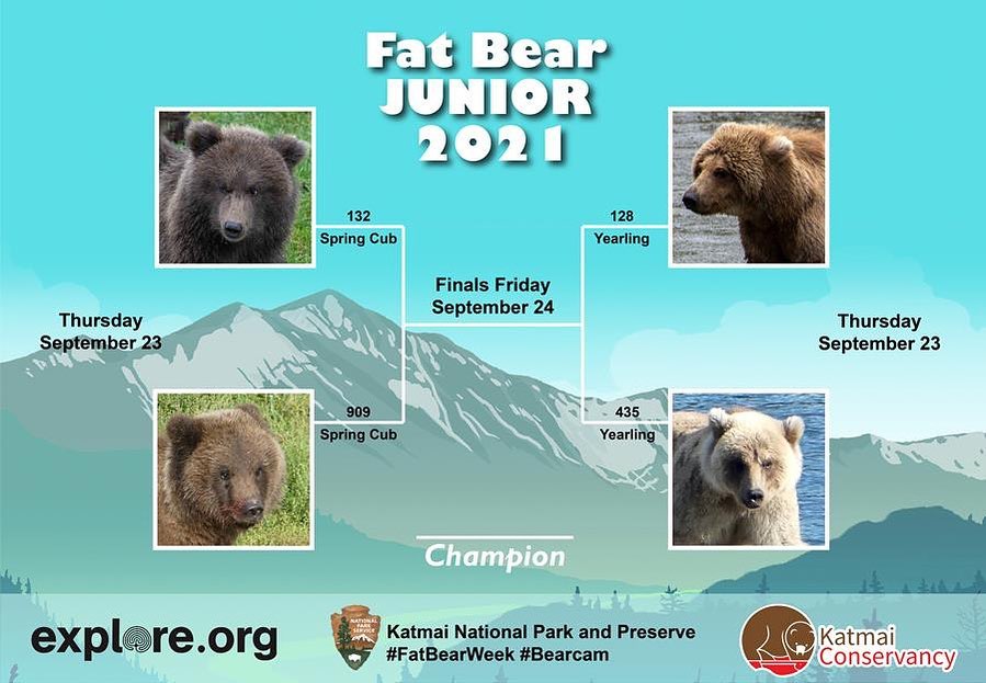 bear tournament
