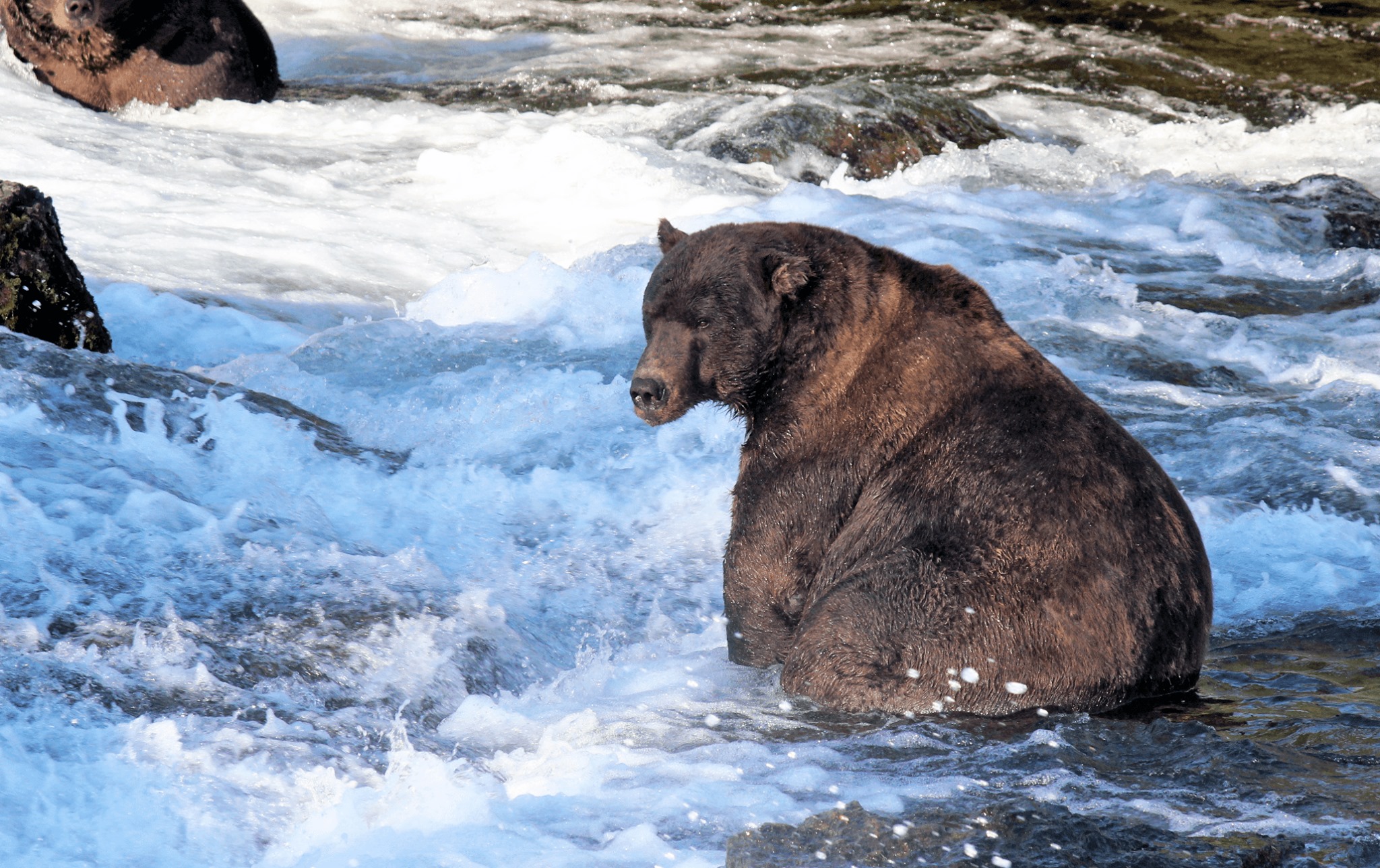 bears Archives 