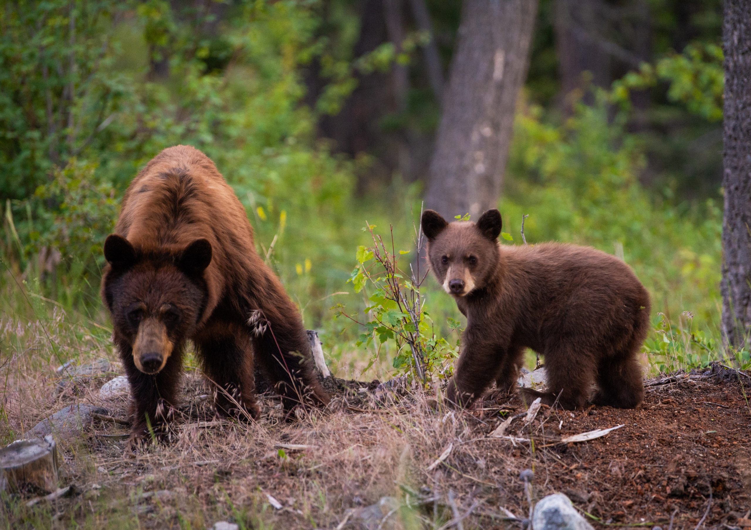 Protecting B.C.'s grizzly bears means protecting the wild places you know  and love - Yellowstone to Yukon Conservation Initiative