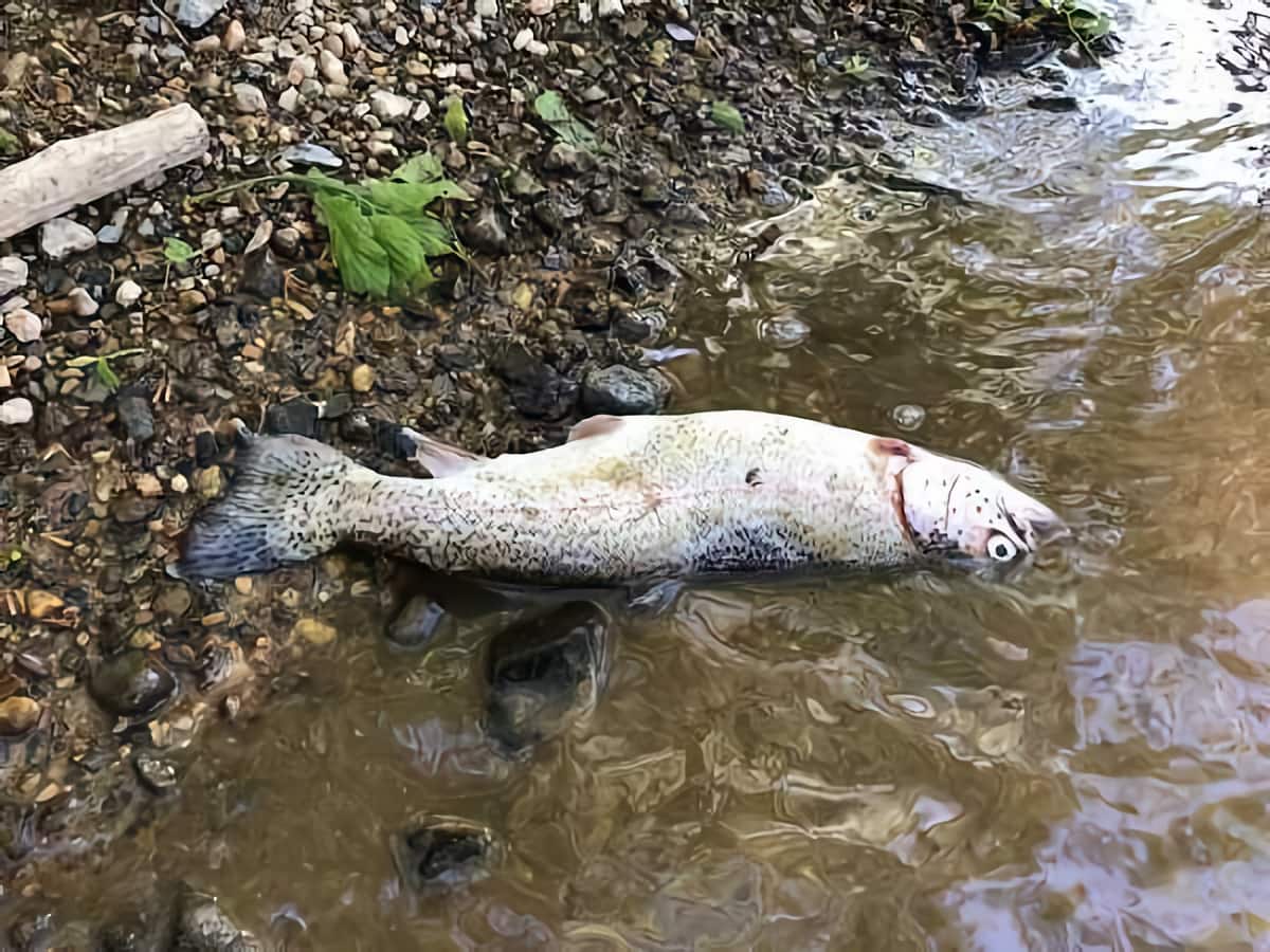 dead trout,