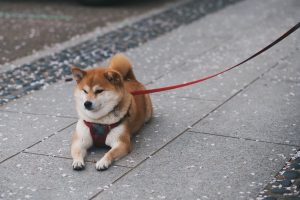 shiba inus