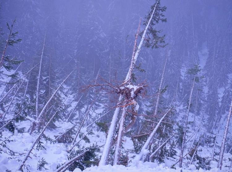 avalanche, Snoqualmie Pass, Washington, 